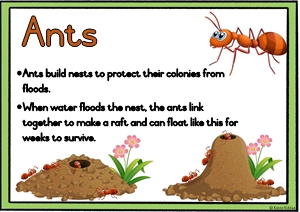 Animal homes (animals that build, that find and carry their home with them)  – Karoo Kiddies